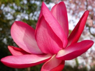 ČERVENÁ MAGNOLIA BETTY MRAZUJÚCA A SPOĽAHLIVÁ